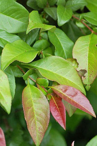 Chaenomeles speciosa