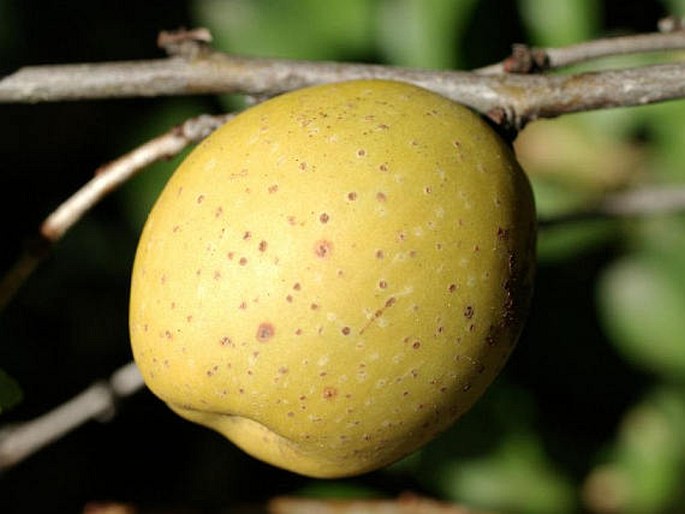 Chaenomeles speciosa