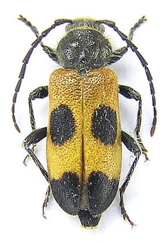 Semanotus russicus