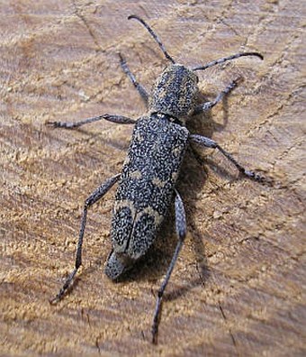 Xylotrechus pantherinus