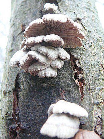 Schizophyllum commune