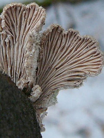 Schizophyllum commune