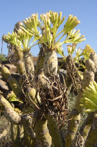 Kleinia neriifolia