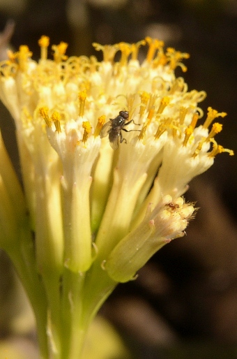 Kleinia neriifolia