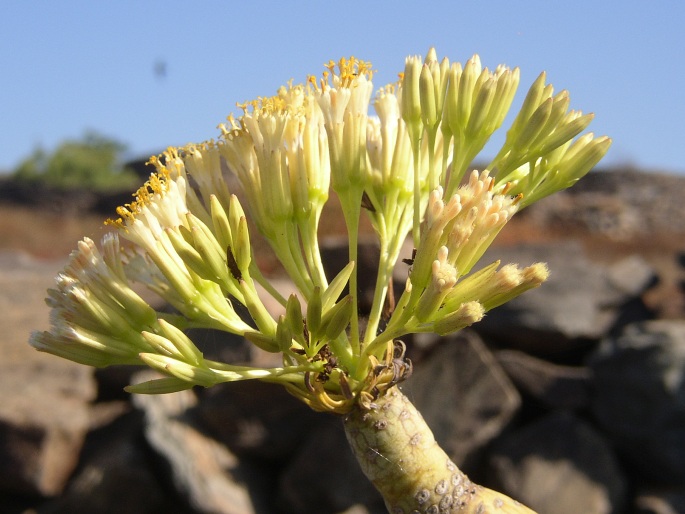 Kleinia neriifolia