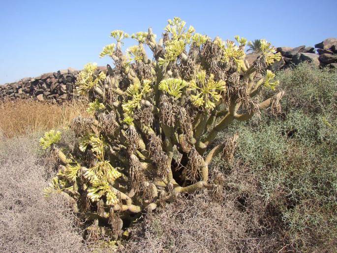 Kleinia neriifolia