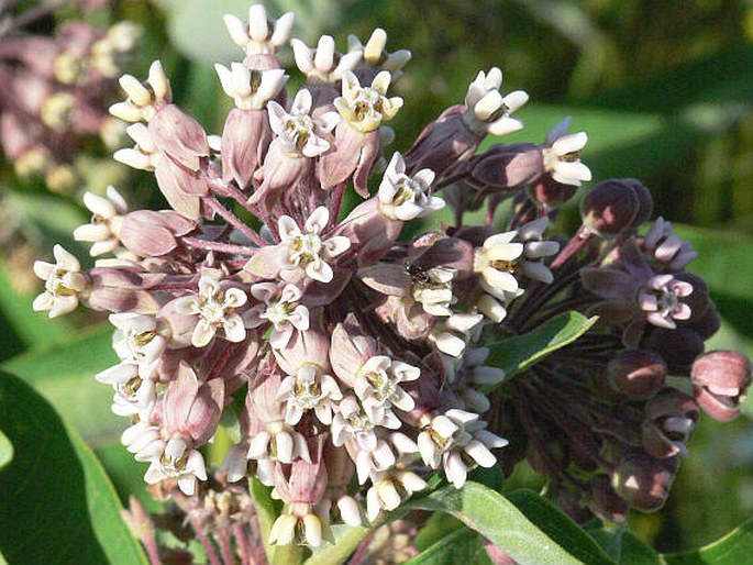 Asclepias syriaca