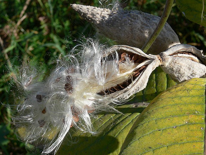 Asclepias syriaca