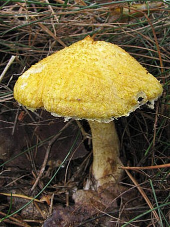 Suillus cavipes