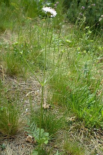 Knautia arvensis