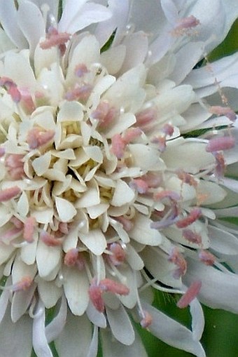 Knautia arvensis