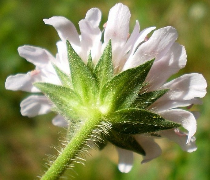 Knautia arvensis