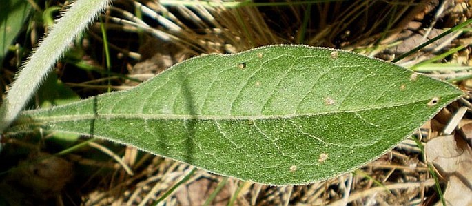 Knautia arvensis