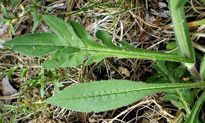 Knautia arvensis