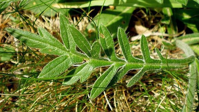 Knautia arvensis