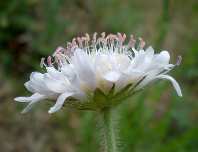 Knautia arvensis