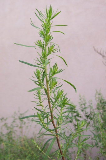 Kochia scoparia