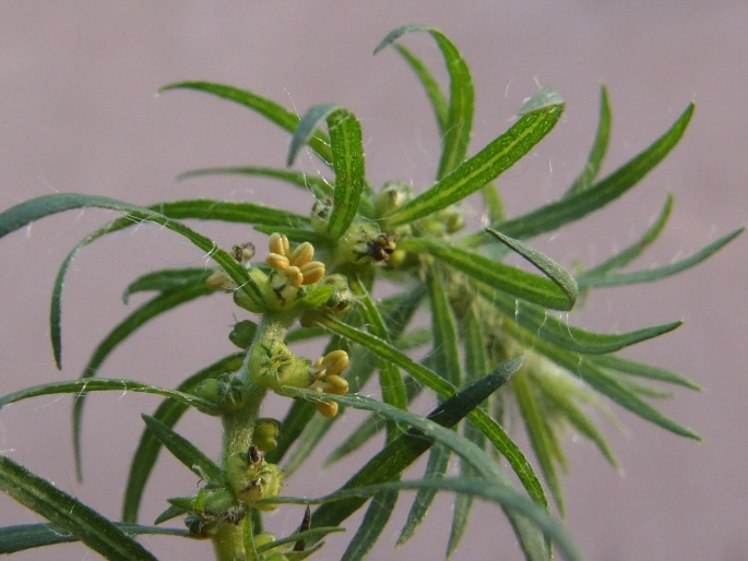 KOCHIA SCOPARIA (L.) Schrader – bytel metlatý / kochia metlovitá