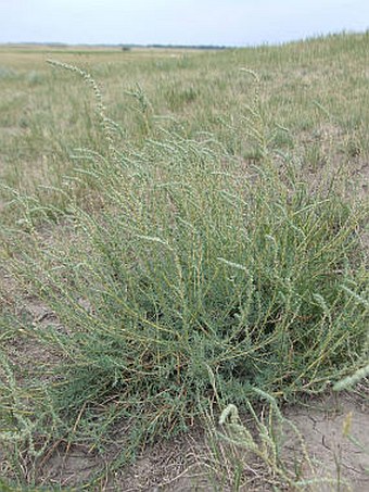 Kochia prostrata