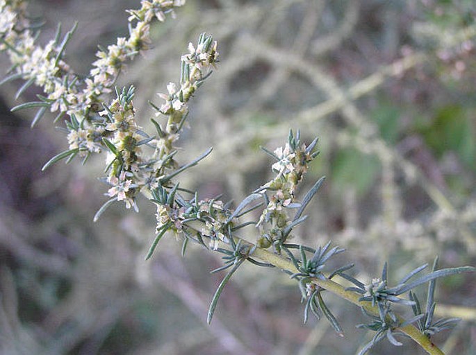 KOCHIA PROSTRATA (L.) Schrader – bytel rozprostřený / basia rozprestretá