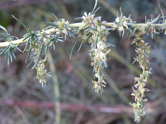 Kochia prostrata