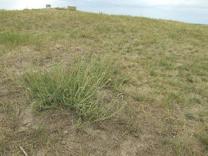 Kochia prostrata