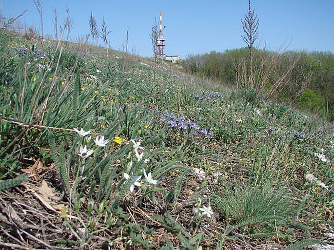 Ornithogalum kochii