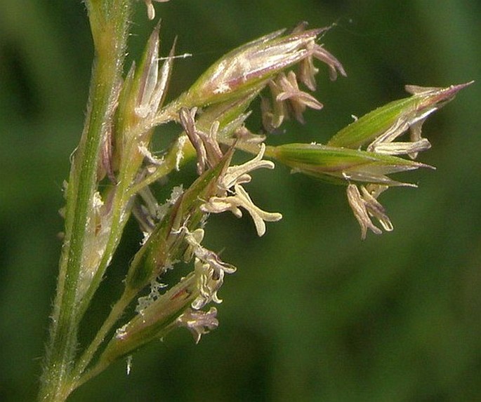 KOELERIA TRISTIS Domin - smělek smutný / ometlina smutná