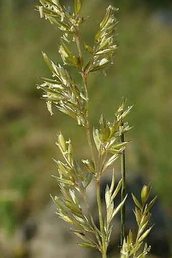 Koeleria macrantha