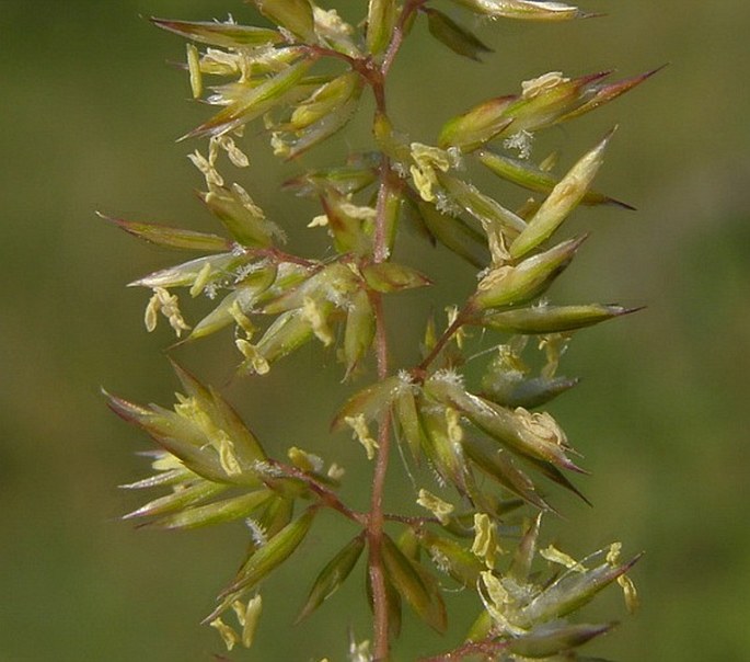 KOELERIA MACRANTHA (Ledeb.) Schult. - smělek štíhlý / ometlina štíhla