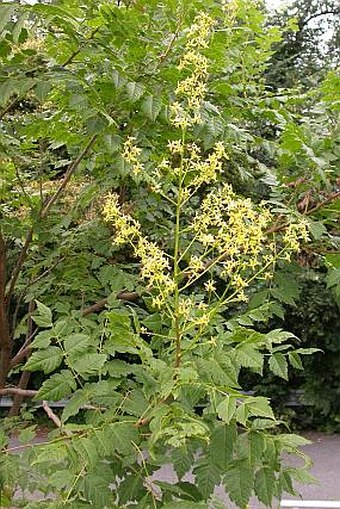 Koelreuteria paniculata