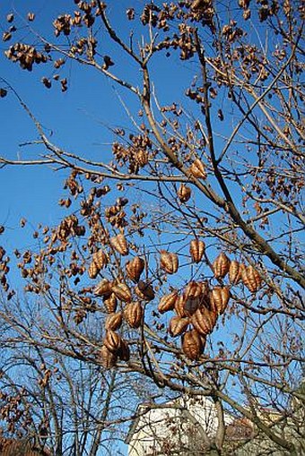 Koelreuteria paniculata