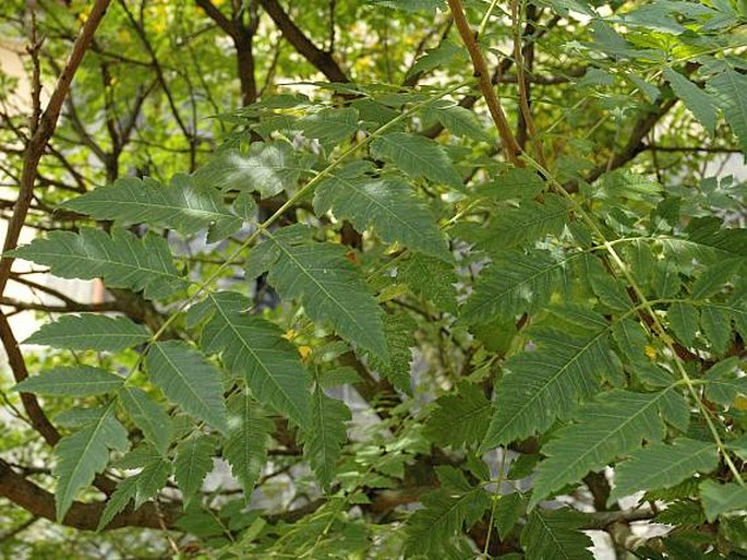 Koelreuteria paniculata