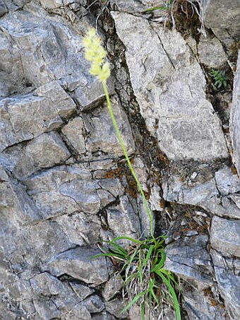 Tofieldia calyculata