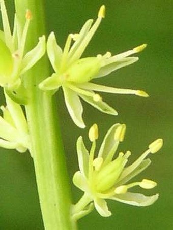 Tofieldia calyculata