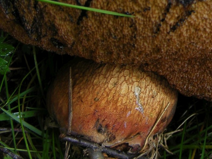 Boletus luridus