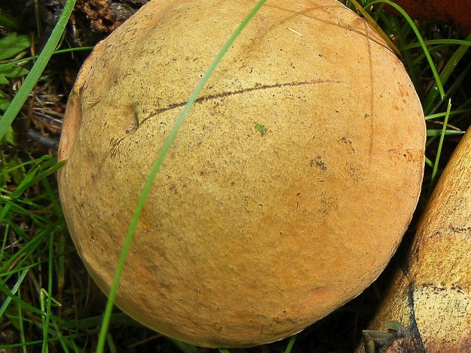 Boletus luridus