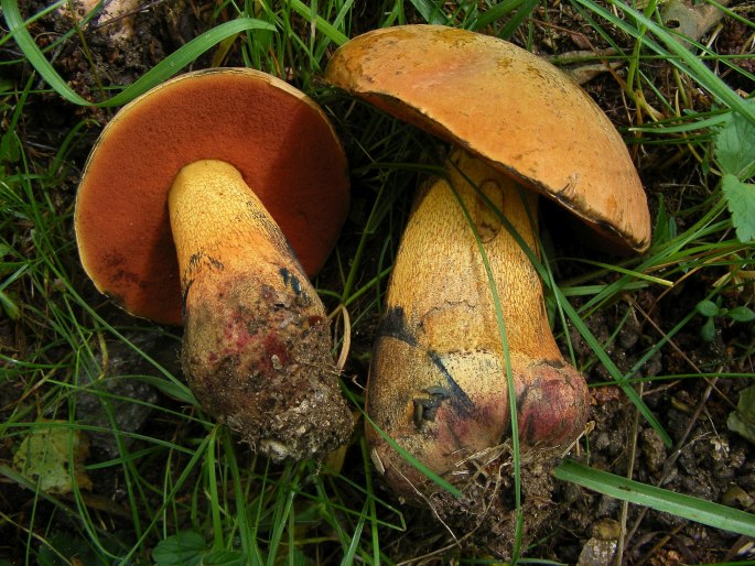 Boletus luridus