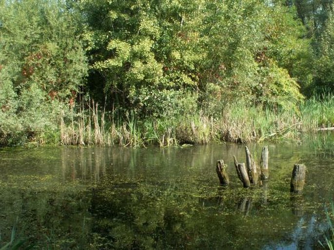 Modřanské a Komořanské tůně