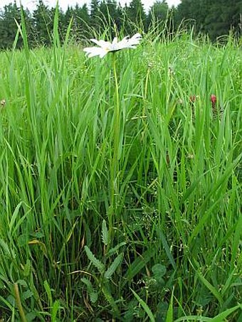 Leucanthemum ircutianum