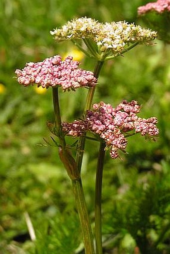 Ligusticum mutellina