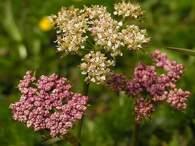 LIGUSTICUM MUTELLINA (L.) Crantz - koprníček bezobalný / kôprovníček bezobalový