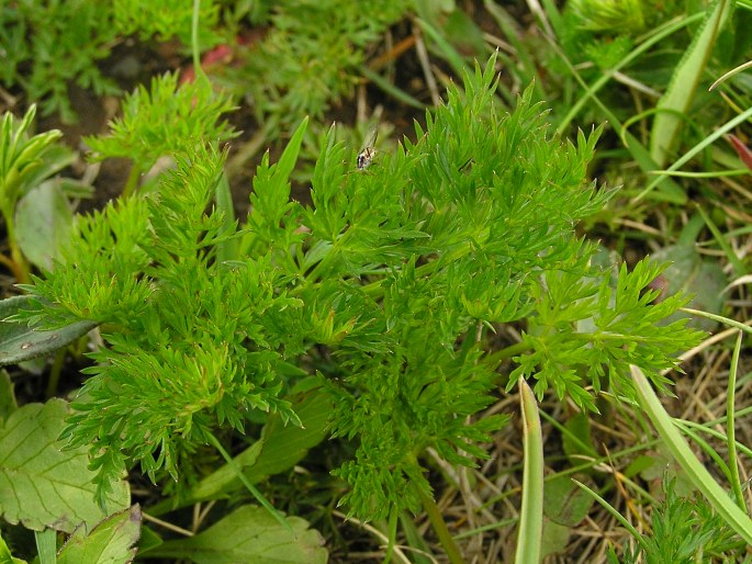 Ligusticum mutellina