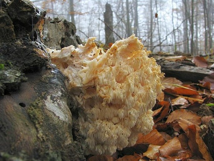 Hericium clathroides