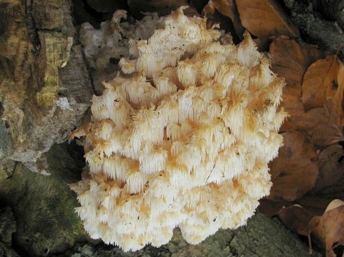 Hericium clathroides