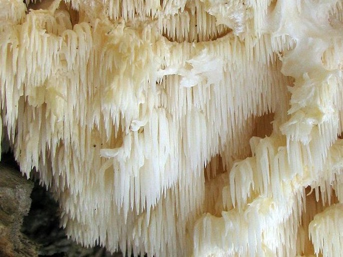 Hericium clathroides