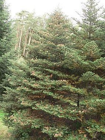 Abies koreana