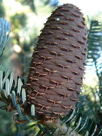 Abies koreana