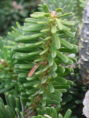 Abies koreana