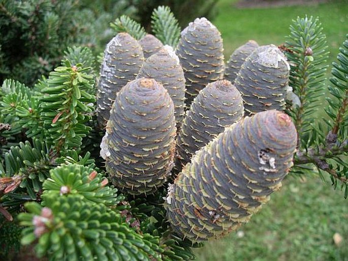 ABIES KOREANA Wils. – jedle korejská / jedľa kórejská